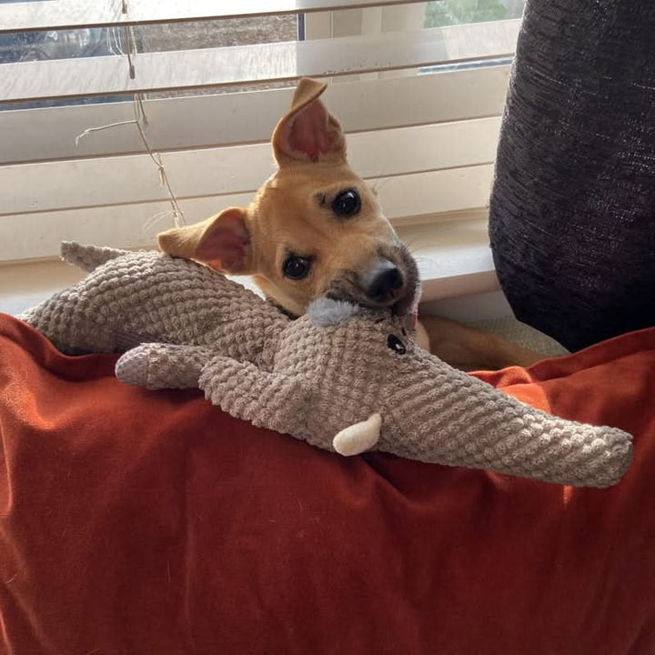 Interactive dog chew toy for active dogs, aids dental health, provides long-lasting enrichment.