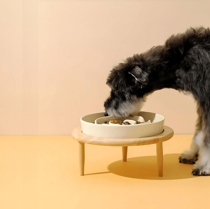 Modern elegant slow feeder ceramic bowl, perfect pet decor, prevents gulping.
