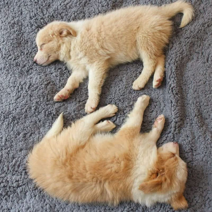 Durable pet travel blanket. Plush fleece provides ultimate warmth & comfort for dogs & cats on the go.