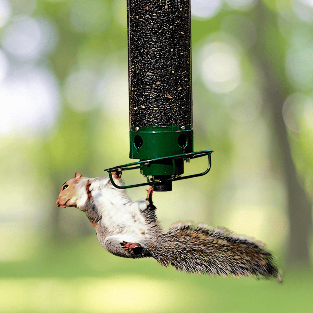 Squirrel-proof birdhouse with rotating perch & 4 feeding openings for wild birds. Durable, weatherproof outdoor feeder.