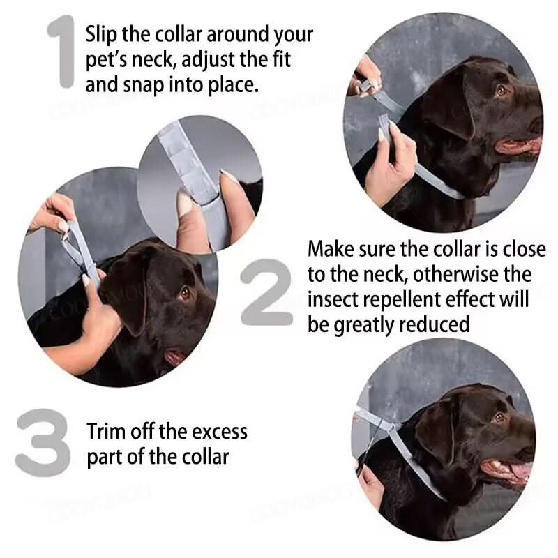 Anti-flea & tick collar on a cat, offering 8-month waterproof protection and pest control.