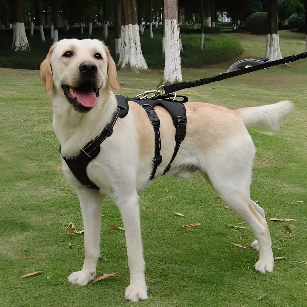 Reflective Adjustable Dog Harness ensuring pet safety for comfortable dog walking and outdoor training.