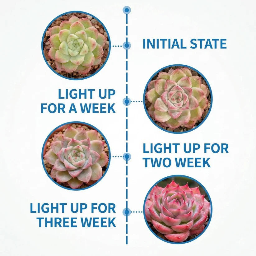 Full spectrum grow lamp for succulents & small indoor plants, featuring a clip-on design & flexible gooseneck.
