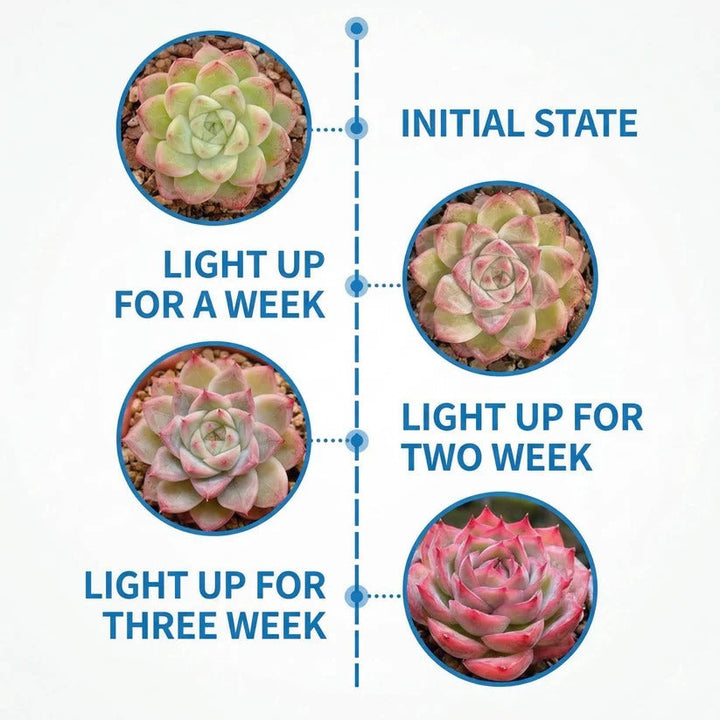 Full spectrum grow lamp for succulents & small indoor plants, featuring a clip-on design & flexible gooseneck.