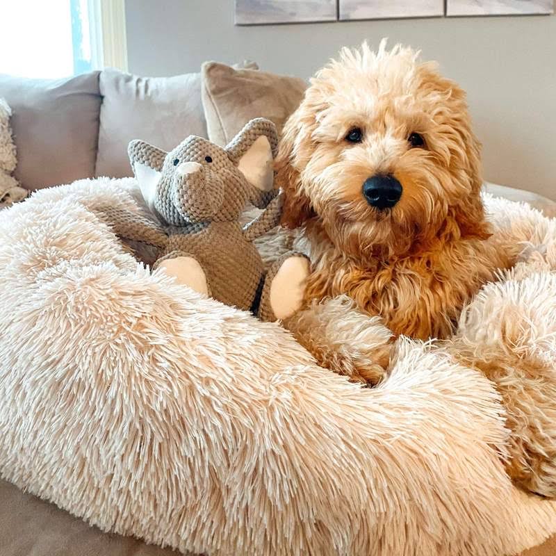 Orthopedic Calming Dog Bed with Memory Foam Support - Lexians