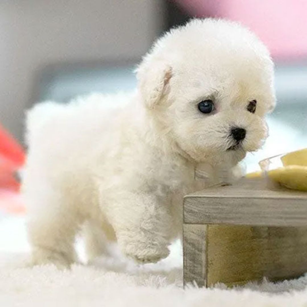 Realistic interactive puppy robot, a walking electronic pet plush toy, ideal for kids' imaginative play.