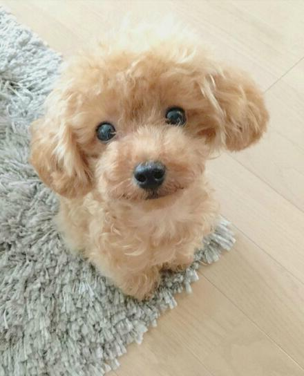 Realistic plush puppy toy with lifelike details and soft fur in beige; perfect for kids and adults dog lovers.