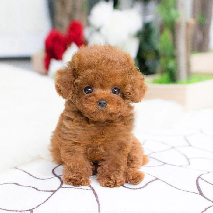 Realistic plush puppy toy with lifelike details and soft fur in beige; perfect for kids and adults dog lovers.