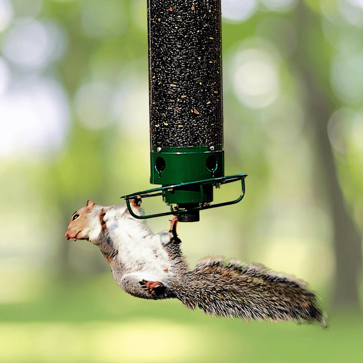 Squirrel - Proof Metal Bird Feeder with Rotating Perch - Lexians