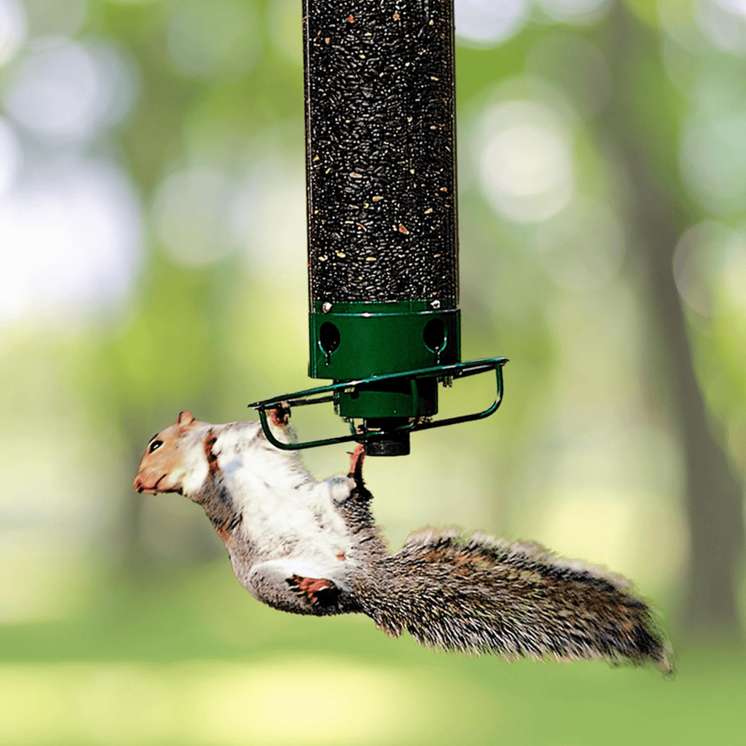 Squirrel - Proof Metal Bird Feeder with Rotating Perch - Lexians